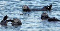 Taylor Swift fans raise more than $2 million for sea otter, ocean conservation