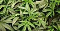 St. Louis cannabis company owes its lender over $400,000
