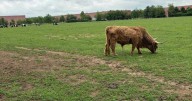 New Jersey Farm Spared From Eminent Domain