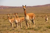 El Congreso apuesta por la inteligencia artificial para frenar la matanza de vicuñas