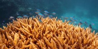 Cómo los corales permiten reconstruir la historia de los cambios climáticos a nivel global, según expertos
