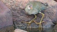 Michigan’s premier birding hotspot has guided tours along Lake Superior shoreline