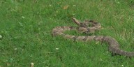 Iowa Rattlesnakes face skin fungus threat
