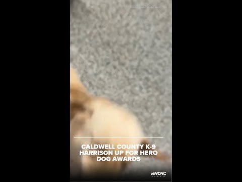 Caldwell County K-9 up for Hero Dog Awards