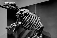 Giant ground sloths’ fossilized teeth reveal their unique roles in the prehistoric ecosystem