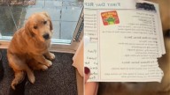 Ohio Pup Listens As Her Daycare Report Card Is Read, And Her Response Melts Hearts