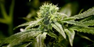 THC gummies recalled in Ohio for not being properly marked