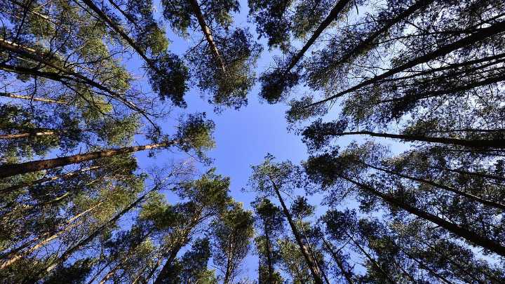 City of Melville called on to increase penalties for damaging or removing verge trees