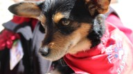 'Cuddle a Canine' returns to the University of New Mexico on Oct. 23