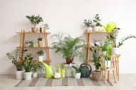 Feng Shui: Las 12 mejores plantas para limpiar la energía en tu hogar