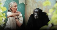 Se apagó el corazón de 'la mujer de los chimpancés', quien dedicó su vida a mostrar que los animales aman y sufren