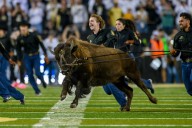 How Colorado’s new buffalo mascot is tied to a classic rock one