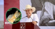 Zorra gris hace su hogar en el Bosque Urbano La Sauceda y Alfonso Durazo celebra a la nueva inquilina
