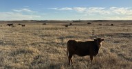Texas Ag Commissioner Sid Miller pushes alternative to Trump’s Argentine beef proposal