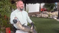 Gator safely relocated after being spotted in bushes near tiki bar in Stuart 