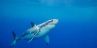 50-year-old man attacked by shark in Catalina Channel