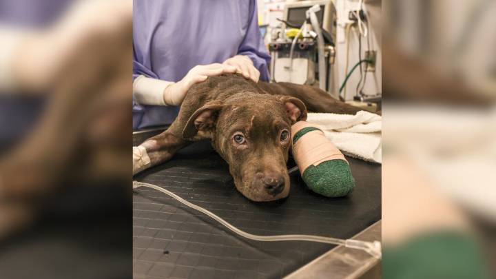Stranger Finds Heartbreaking Tiny Creature Trapped Inside Dumpster In Wisconsin