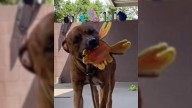 Georgia Shelter’s Happiest Dog Ends Up On Euthanasia List For A Heartbreaking Reason