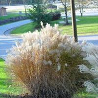 Controlled Plant and Noxious Weed Committee Delays Decision on Miscanthus