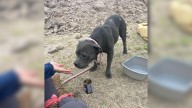 Texas Dog Found At Dumping Site Was Given Months To Live, But She Defied All Expectations