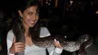 Priyanka Chopra poses with a snake around her neck, photos viral