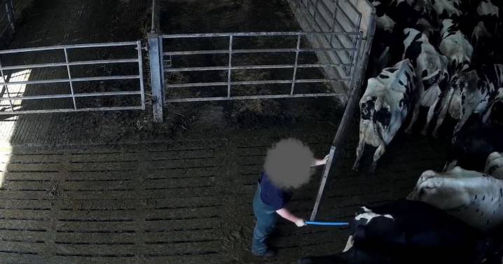 Defra investigate alleged animal cruelty at dairy farms