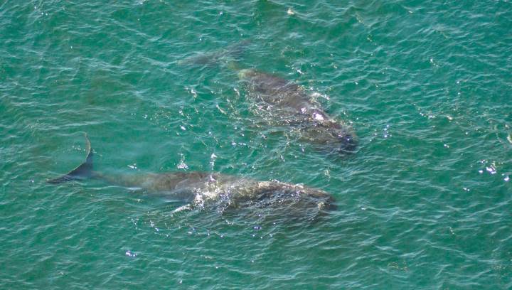 "Uniquely Potent" Genetic Mechanisms May Explain Why Bowhead Whales Can Live For 200 Years