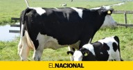 Ayuda de 4 millones de euros para las explotaciones afectadas por la Dermatosis Nodular Contagiosa