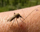 Dengue y Síndrome Urémico Hemolítico: los desafíos de cara al verano en Mendoza