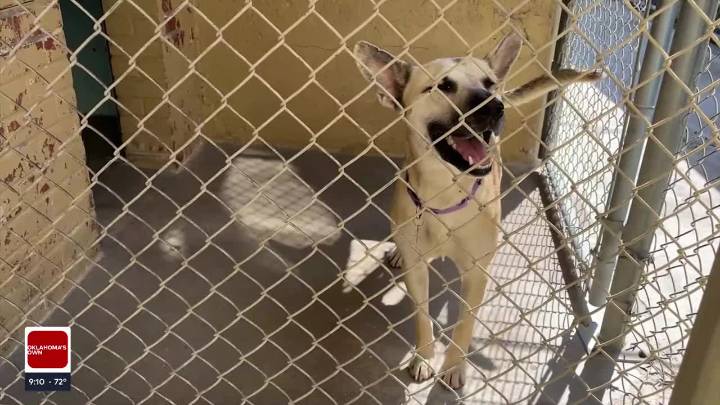 Tulsa SPCA waives adoption fees this weekend to help pets find homes
