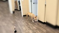 Heartbroken Illinois Dog Didn’t Understand Why Her Family Left Her Behind At The Shelter
