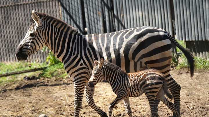 Free the zebras, kudos to Rep. Read, banned books and more: Letters