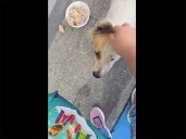 Abandonan a perrita adulta con todo y transportadora; la dejaron en un Oxxo