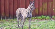 7 Things Every Greyhound Owner Should Know Before Bringing One Home