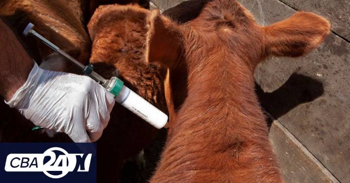 El freno de la compra de carne argentina y el duro cruce por el pretexto norteamericano