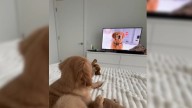 Illinois Woman Thinks She Adopted A Goldie, Until She Finds Out What She Really Got