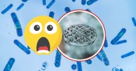 ¿Qué es el VIDEO de blue waffle y por qué lo relacionan con una enfermedad?