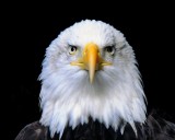 Birds facing forward look ridiculous, and this Reddit forum proves it with photos