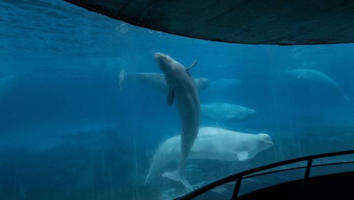 Marineland asks Ottawa for emergency cash to feed whales