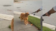 Golden Retriever From North Carolina Refuses To Walk Past One Spot, And The Reason Is Pure Gold
