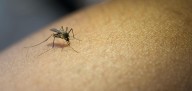 La capital deja de ser área en alerta por virus del Nilo, pero mantiene 'riesgo alto'