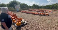 Heat slows down pumpkin patch crowds across Corpus Christi