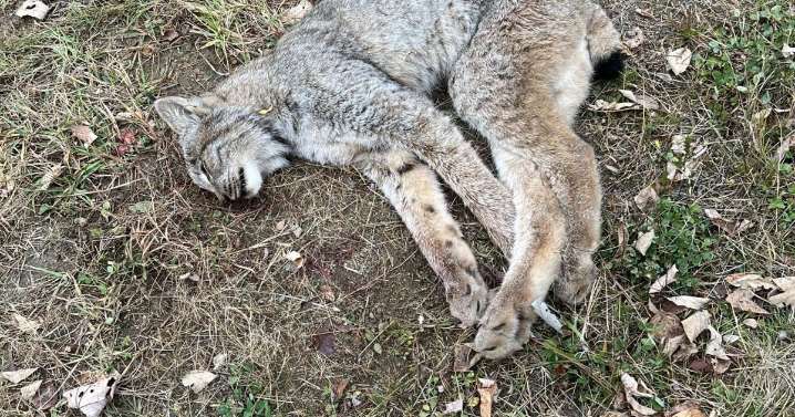 $3000 reward offered in illegal killing of Canadian lynx in Northern Maine