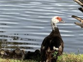 Video shows a driver running over Muscovy ducks in a Largo community