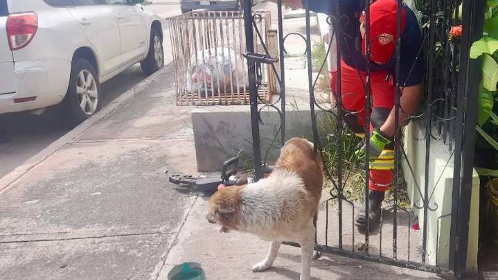 Rescatan a perrito atorado en barandal de una vivienda en la colonia Emiliano Zapata