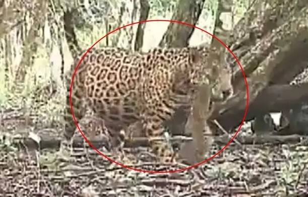 Una jaguar “embarazada” fue captada en video en Campeche