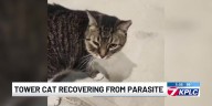 KPLC’s beloved Tower Cat recovering from parasite