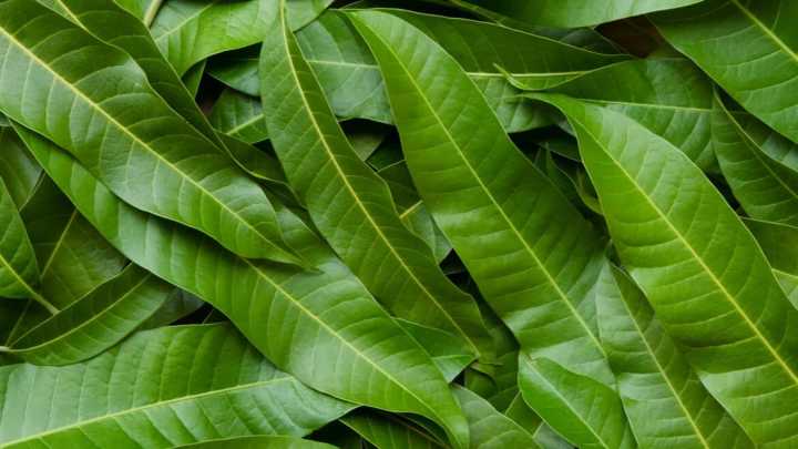 La Universidad de Cádiz lidera el desarrollo de un bioplástico con hoja de mango que prolonga la vida de los alimentos