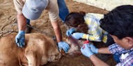 Reportan otros 30 casos de miasis por gusano barrenador