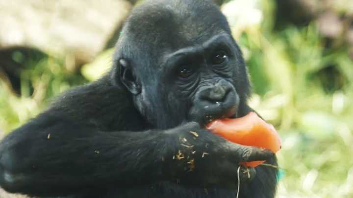 Gorilla at San Diego Zoo breaks layer of tempered glass panel barrier